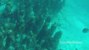 cancun-underwater_2.jpg